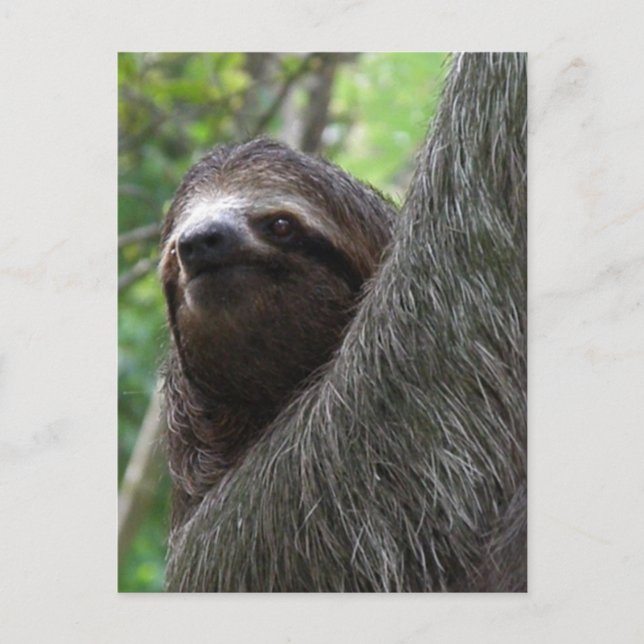 Two Toed Sloth Postcard (Front)