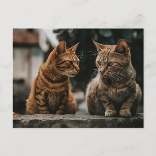 Two Tom Cats Talking Funny Cat Postcard