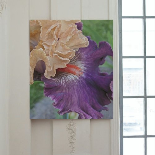 Two_Tone Bearded Iris Bloom Floral Acrylic Print