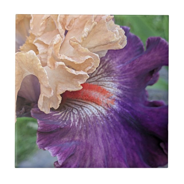 Two-Tone Bearded Iris Bloom Floral Ceramic Tile (Front)
