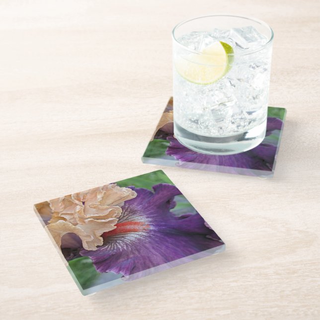 Two-Tone Bearded Iris Bloom Floral Glass Coaster (Angled)