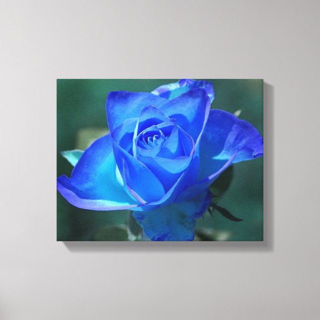 Two Tone Blue Rose Wrapped Canvas Print (Front)