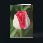 Two Tone Pink And White Tulip Card<br><div class="desc">This beautiful and simple two tone pink Tulip makes a wonderful print on these products for the person who likes the simplicity of Nature. It is simple and stunning at the same time. This design is available on several products. Electronic skins and cases for phones, laptops, and tablets. Household and...</div>