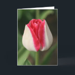 Two Tone Pink And White Tulip Card<br><div class="desc">This beautiful and simple two tone pink Tulip makes a wonderful print on these products for the person who likes the simplicity of Nature. It is simple and stunning at the same time. This design is available on several products. Electronic skins and cases for phones, laptops, and tablets. Household and...</div>