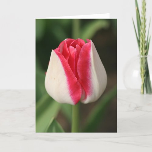 Two Tone Pink And White Tulip Card