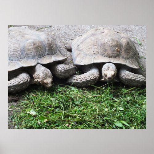 Two tortoises feeding animal poster