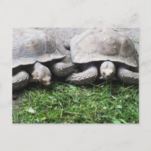 Two tortoises feeding postcard