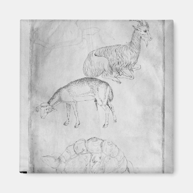 Two tortoises, goat and sheep magnet (Front)