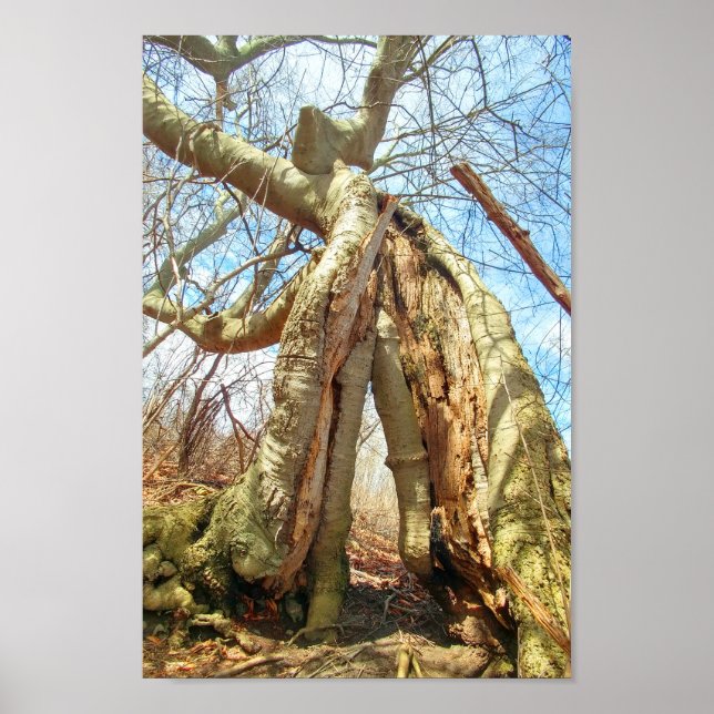 Two Trees, Grown Together Poster (Front)