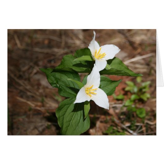 Two Trillium Cards (Front Horizontal)