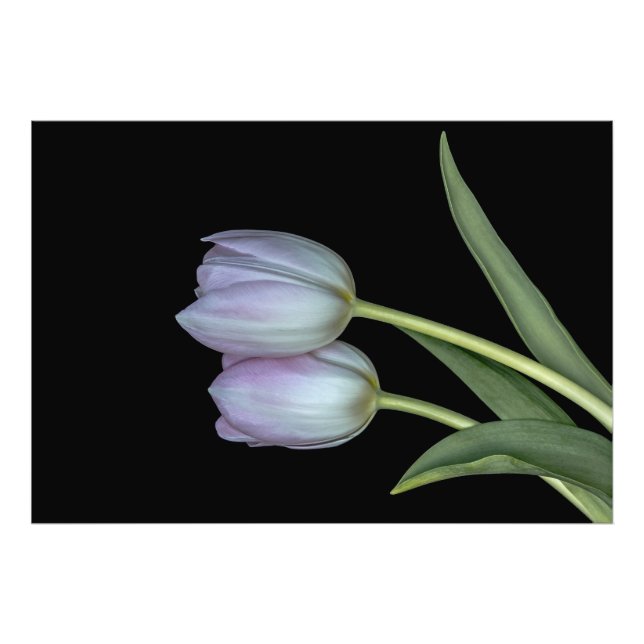 Two Tulips Photo Print (Front)