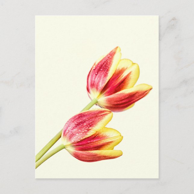 Two Tulips Postcard (Front)