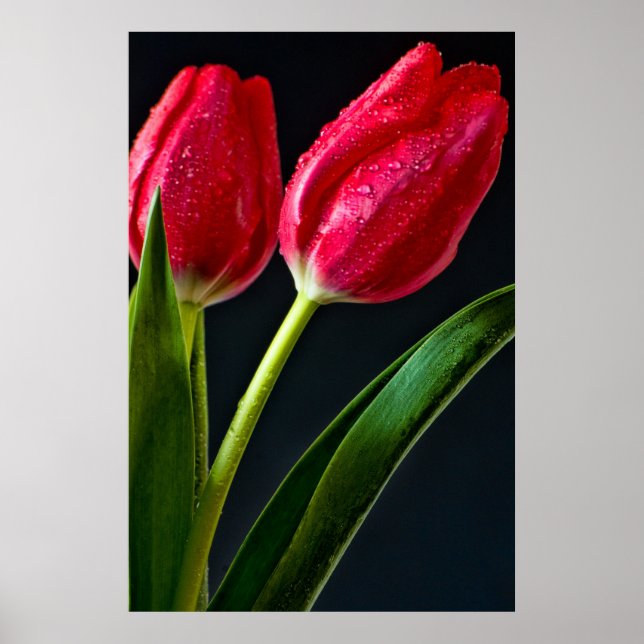 Two Tulips Poster (Front)