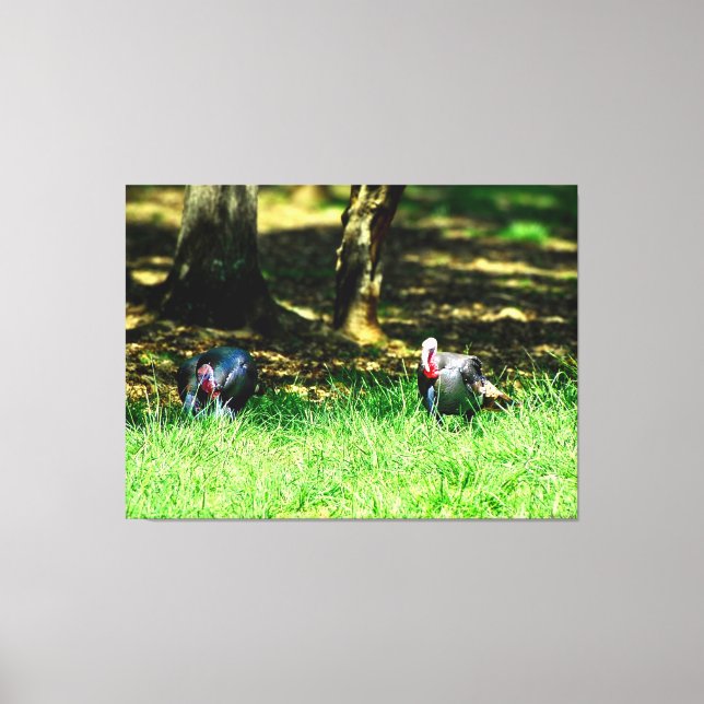 Two Turkeys in a Sunny Glade Canvas Print (Front)