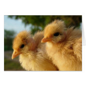 Two Turkin Chicks (Front Horizontal)