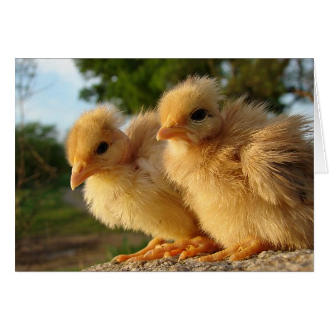 Two Turkin Chicks Cards (Front Horizontal)