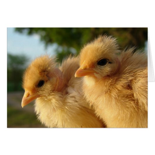 Two Turkin Chicks Cards (Front Horizontal)