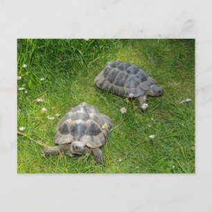 Two turtle`s in green grass postcard