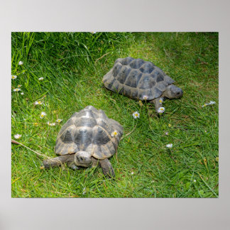 Two turtles run through green grass poster