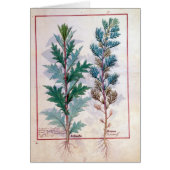 Two varieties of Artemesia (Front)