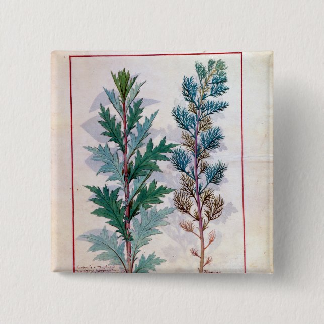 Two varieties of Artemesia Button (Front)
