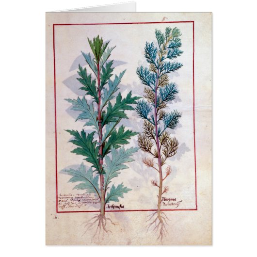 Two varieties of Artemesia Cards (Front)