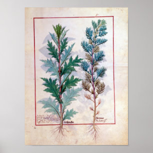 Two varieties of Artemesia Poster