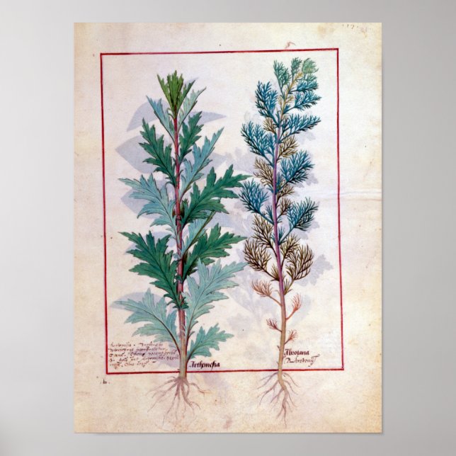 Two varieties of Artemesia Poster (Front)