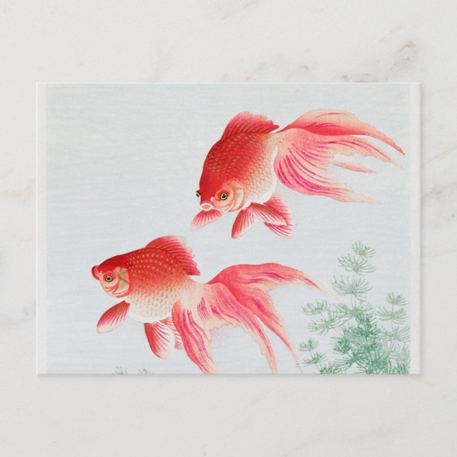 Two veil goldfish vintage postcard (Front)