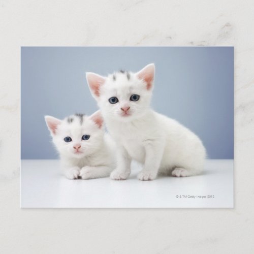 Two very young white kittens stare inquisitively postcard