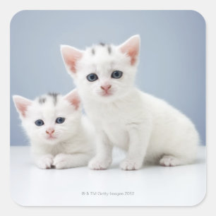 Two very young white kittens stare inquisitively square sticker