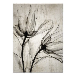Two Vintage X-Ray Flowers Photo Print