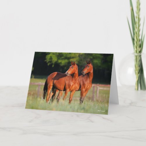 Two Warmblood Horses Standing In Field Card