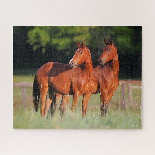 Two Warmblood Horses Standing In Field Jigsaw Puzzle