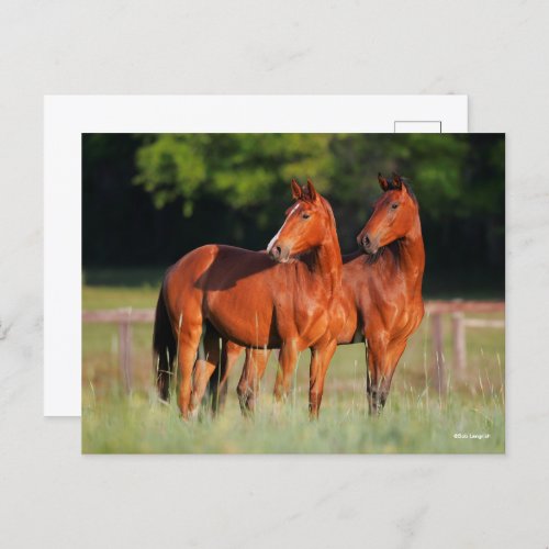 Two Warmblood Horses Standing In Field Postcard