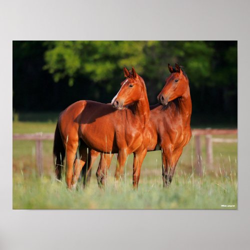 Two Warmblood Horses Standing In Field Poster