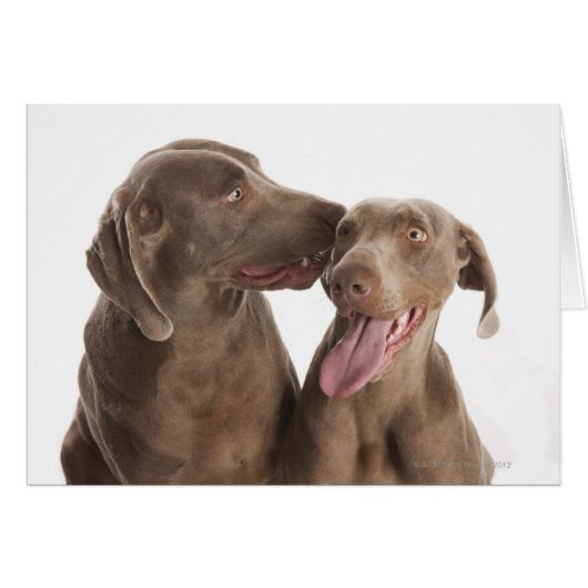 Two Weimaraners Cards (Front Horizontal)