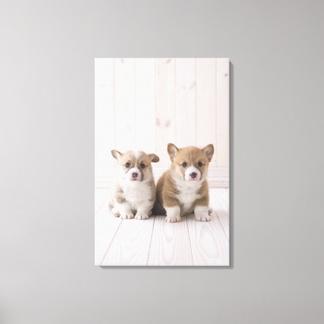 Two Welsh Corgi Sitting Canvas Print (Front)