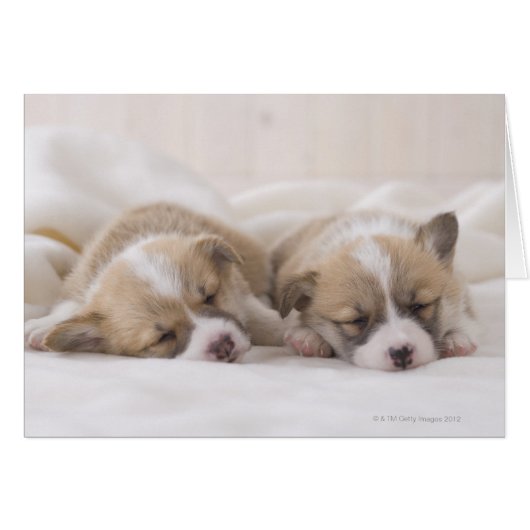 Two Welsh Corgi Sleeping Cards (Front Horizontal)