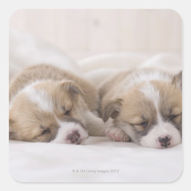 Two Welsh Corgi Sleeping Square Sticker (Front)