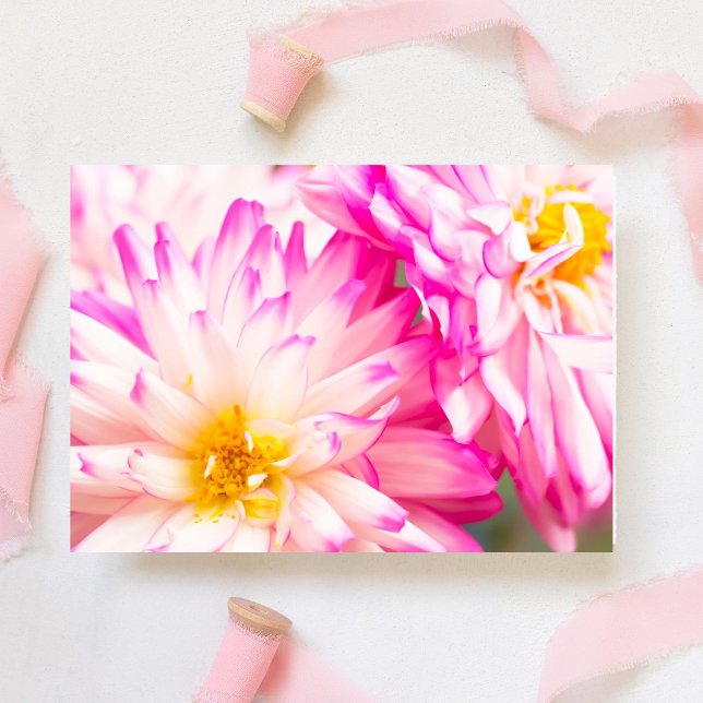 Two White And Pink Dahlia Blank Note Cards (This delicate white and pink Dahlia blooms. Inside, write heartfelt messages for any occa)