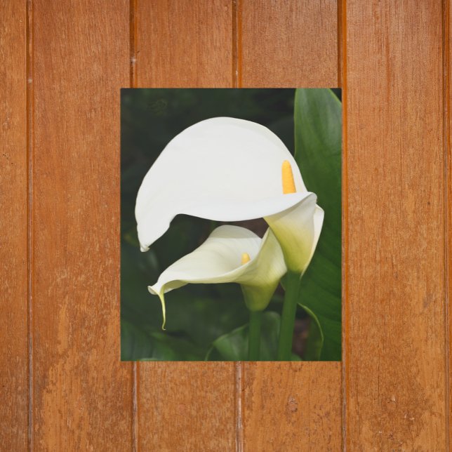 Two White Calla Lilies Floral Metal Print (In Situ)