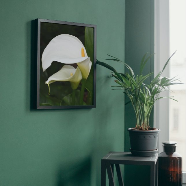 Two White Calla Lilies Floral Photo Print (In Situ Framed)