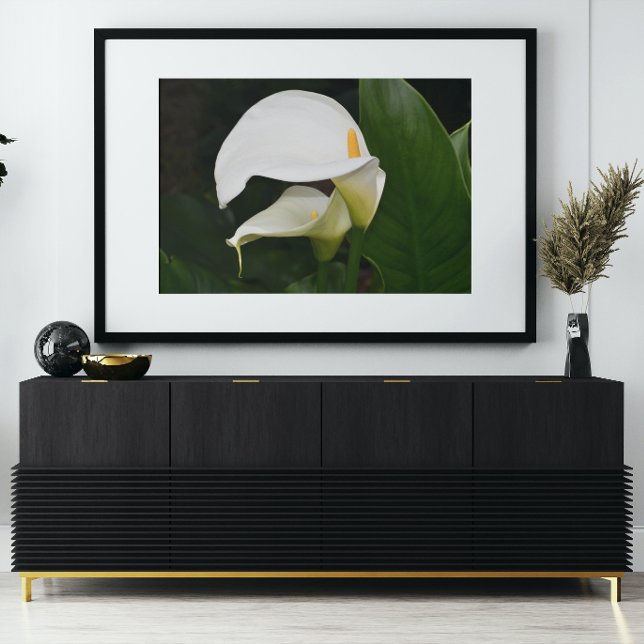 Two White Calla Lilies Floral Poster (In Situ)