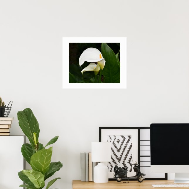 Two White Calla Lilies Floral Poster (Home Office)