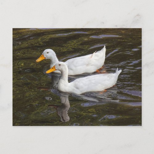 Two White Ducks Roath Park Lake Cardiff Wales P Postcard