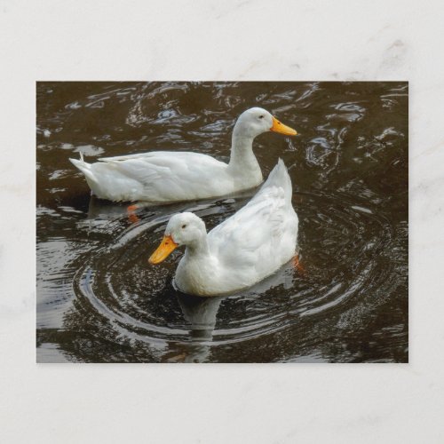 Two White Ducks Roath Park Lake Cardiff Wales Postcard