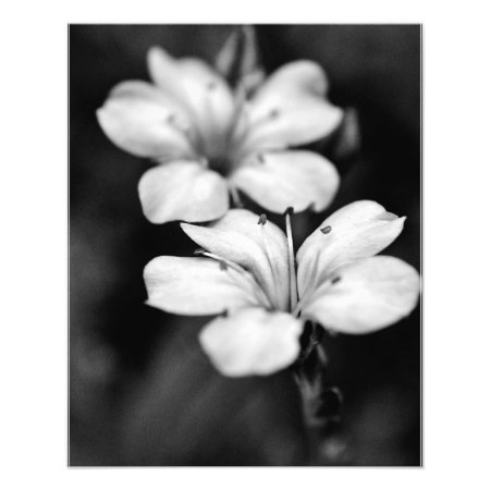 Two White Flowers In The Garden Photo Print