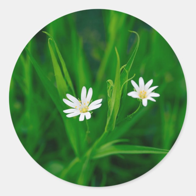 two white flowers on a green meadow classic round sticker (Front)