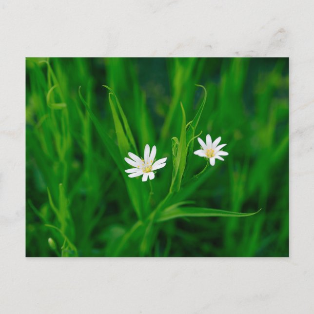 two white flowers on a green meadow postcard (Front)